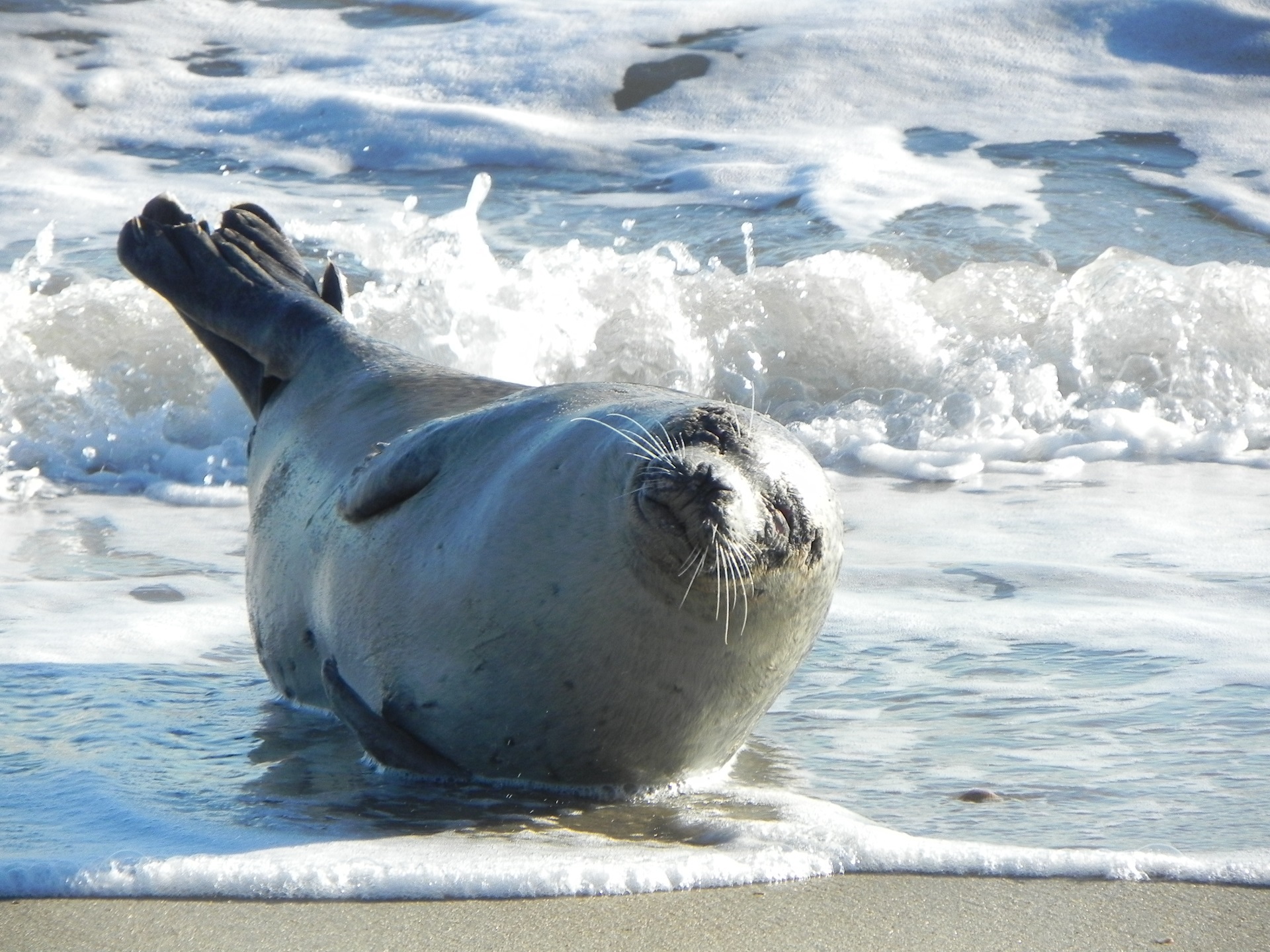 Wallpaper look, shore, seal, face, Navy seal, fins for mobile and desktop,  section животные, resolution 3840x2160 - download