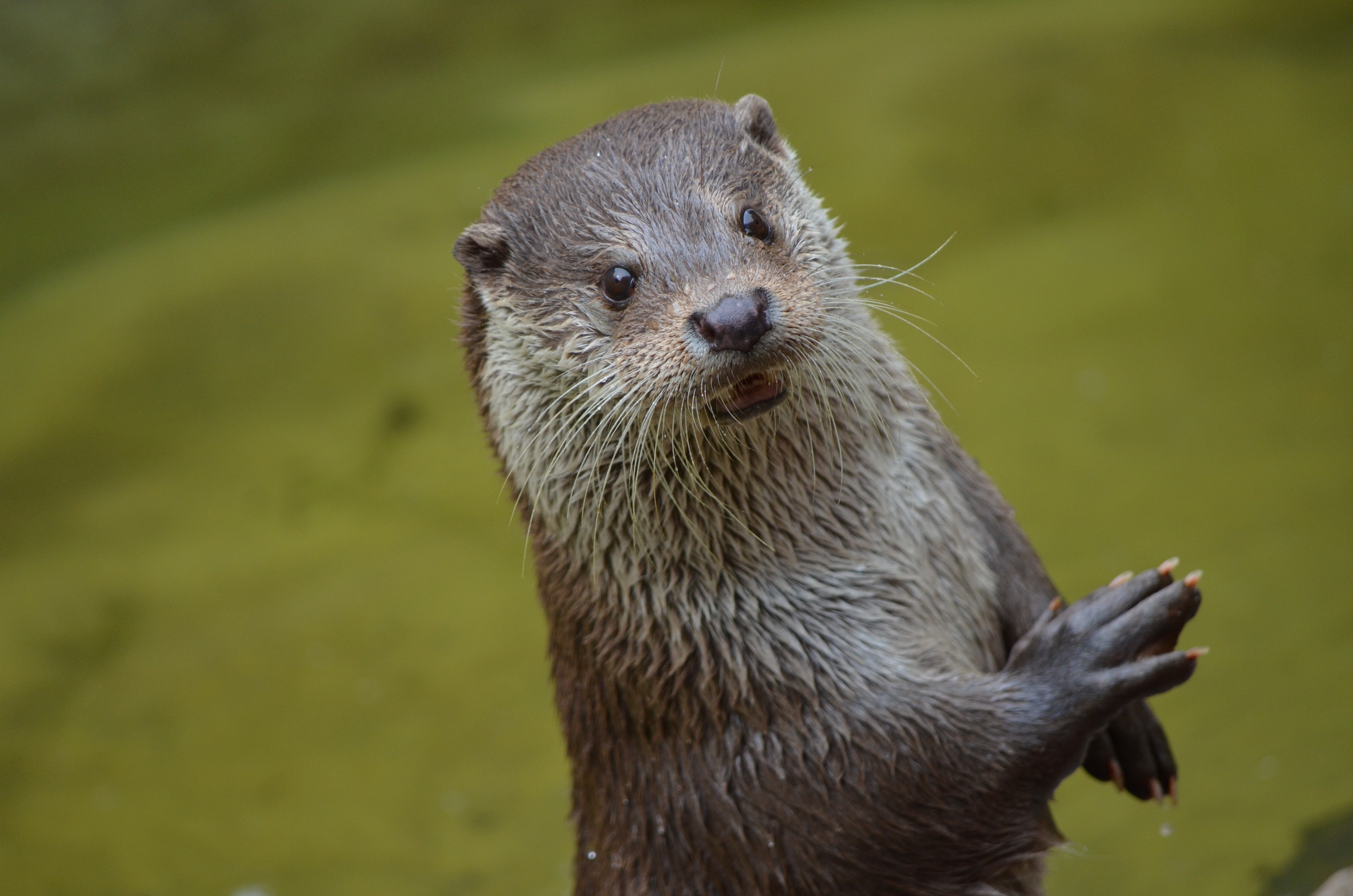 eurasian otter eurasian otter facts otter lutra lutra eurasian otter habitat eurasian otter conservation status eurasian otter diet Eurasian Otter profile facts, lifespan, traits, temperament, fur, habitat, breeding, speed, range, diet, adaptation, threats, prey, ecology